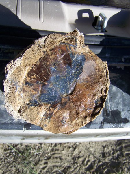 No 55 Blue Forrest Wood. Another piece of the ten foot limb. This was found about two hundred yards from camp. and only four to six inches deep. .JPG